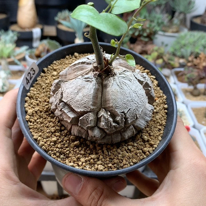 南非龟甲龙带盆7.1cm423