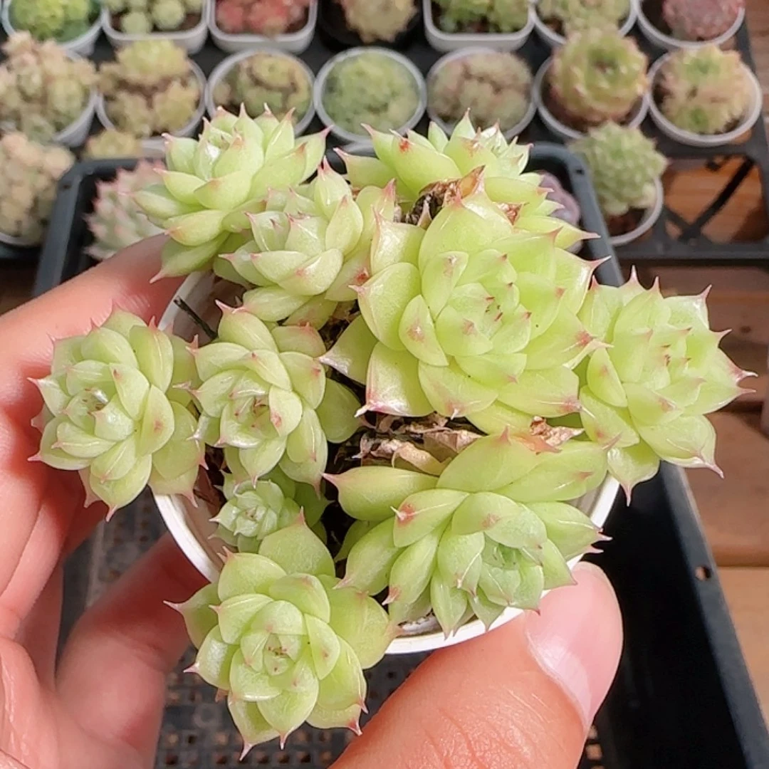 1114------98麦秆群