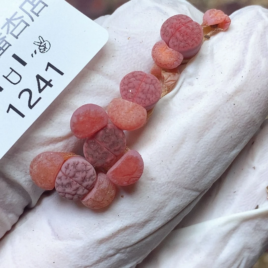 1241。阿克。零下拍保温。