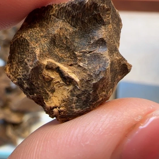 沉香摆件海南沉水尖峰岭包头0.99克