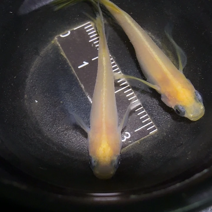 青鳉鱼一物一拍684