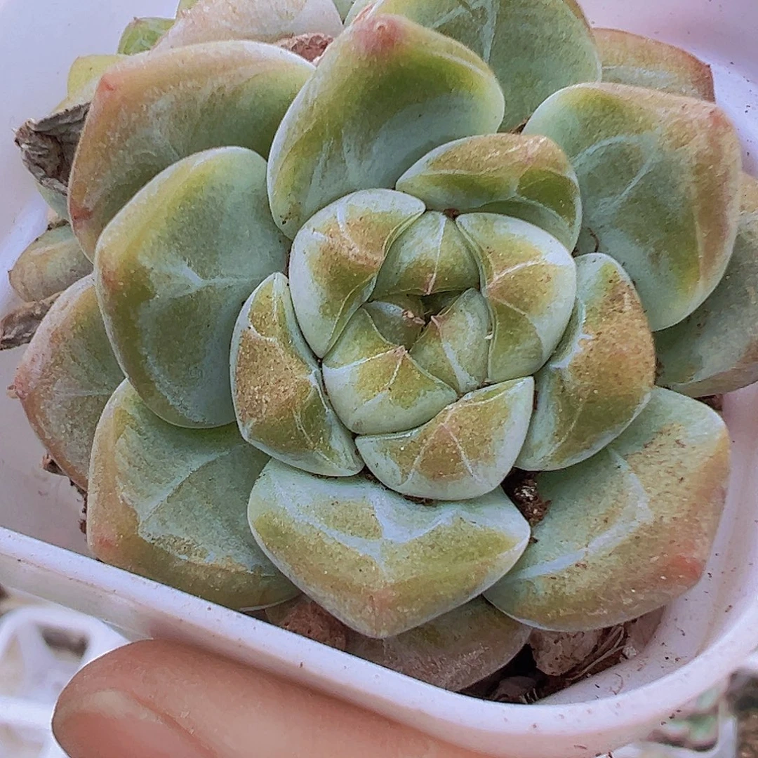 双头刚毅19包邮多肉植物