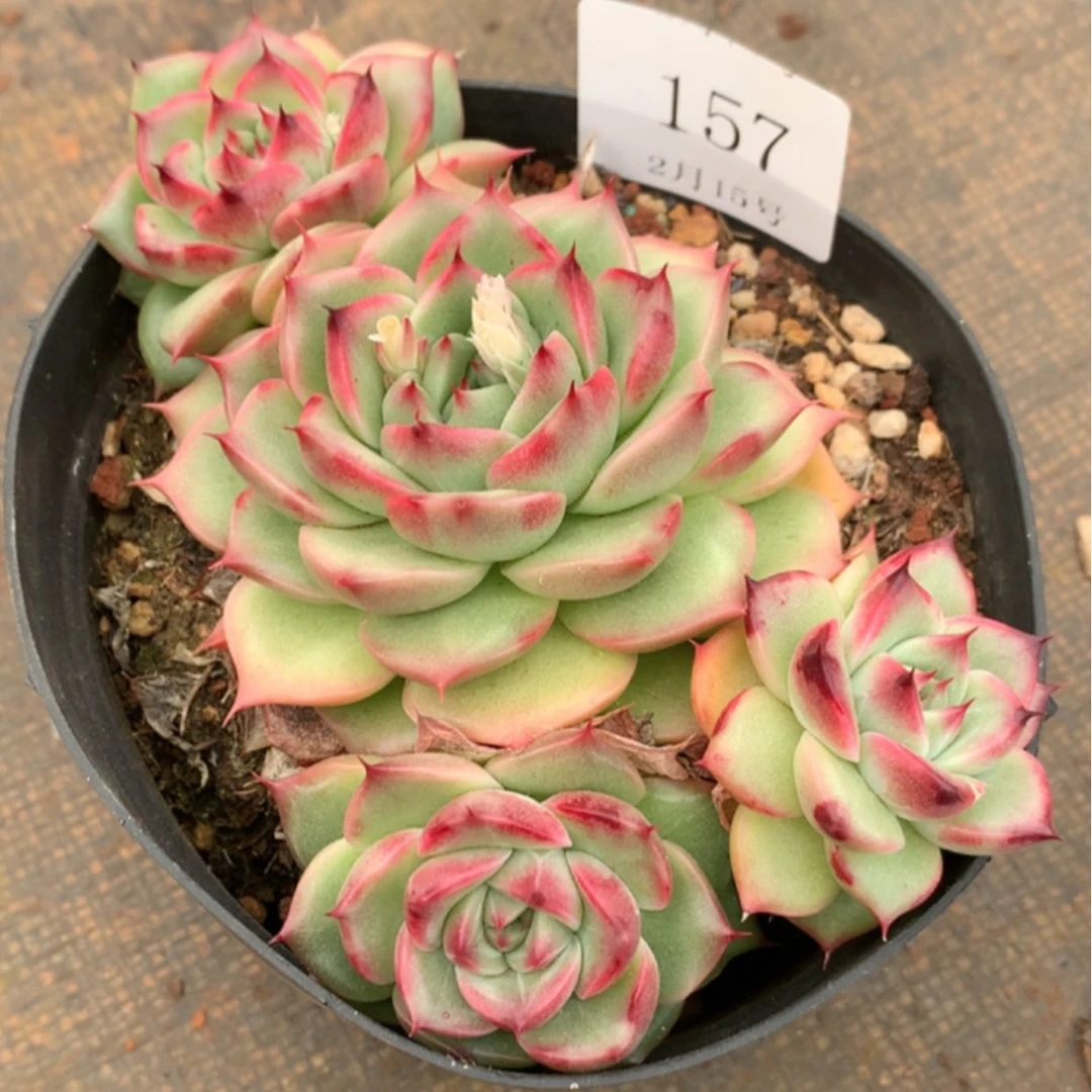 【闪购商品】云157