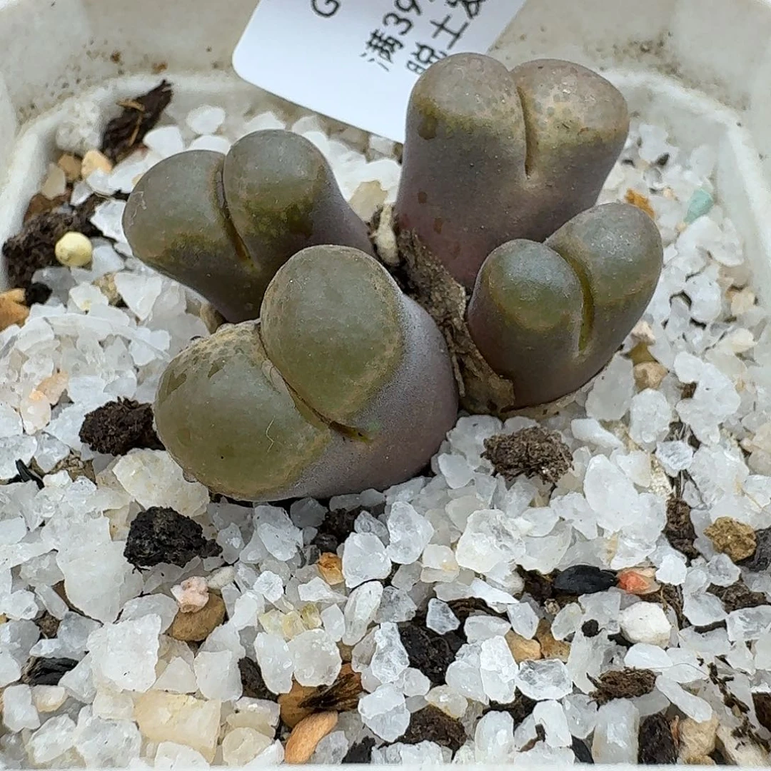 817多肉哈哈哈哈哈哈哈哈