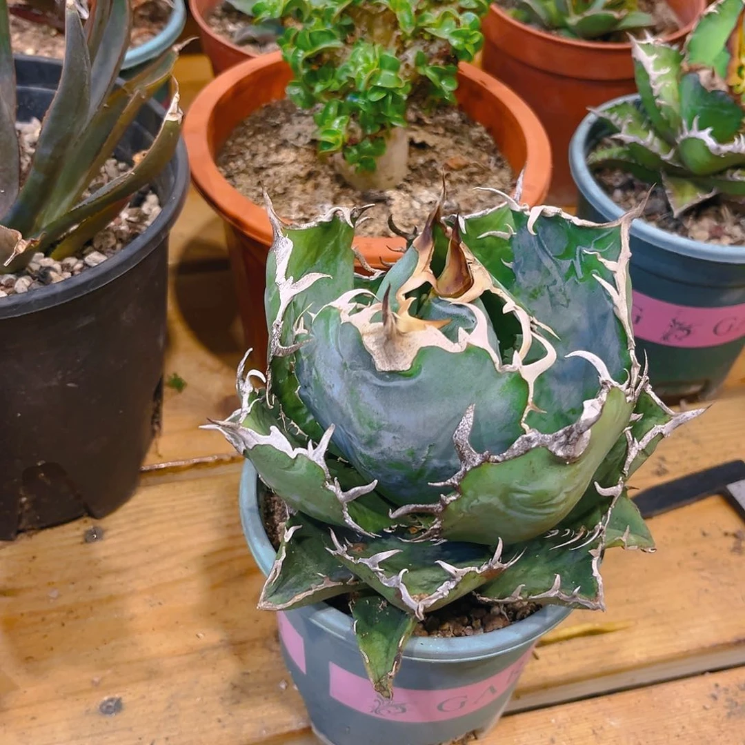 抱**?正版白鲸，脱土