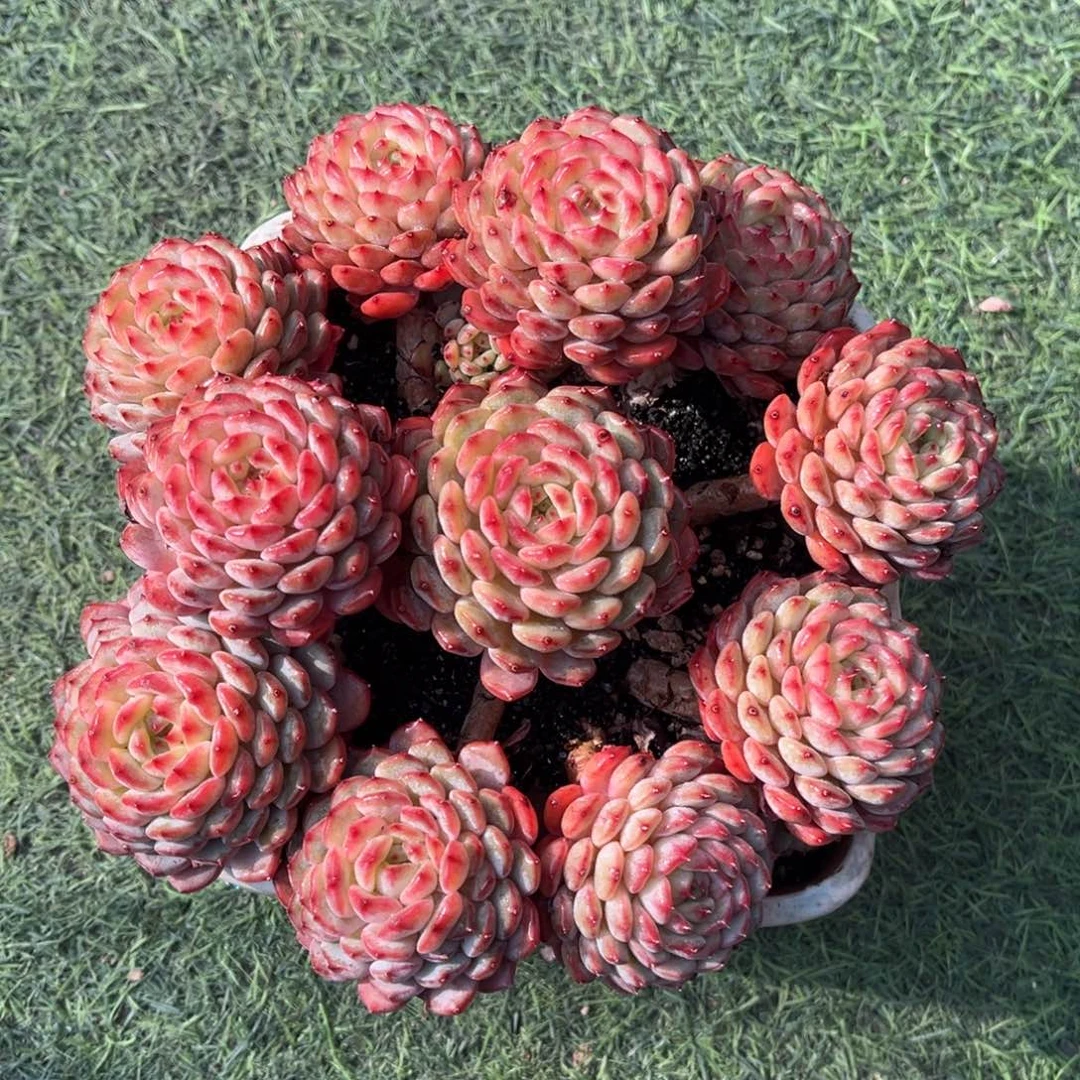 白胖子群一物一拍