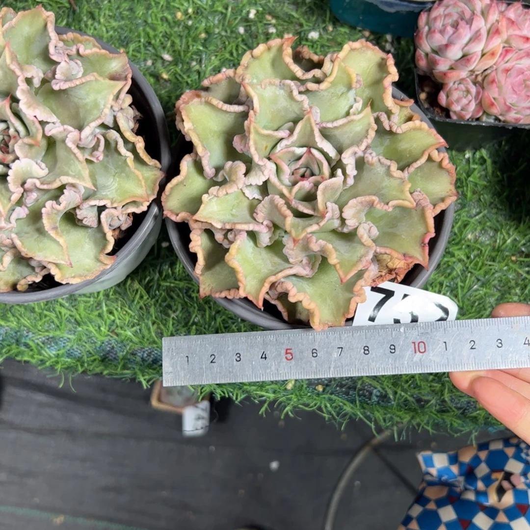 留***天752 多肉植物组合盆栽