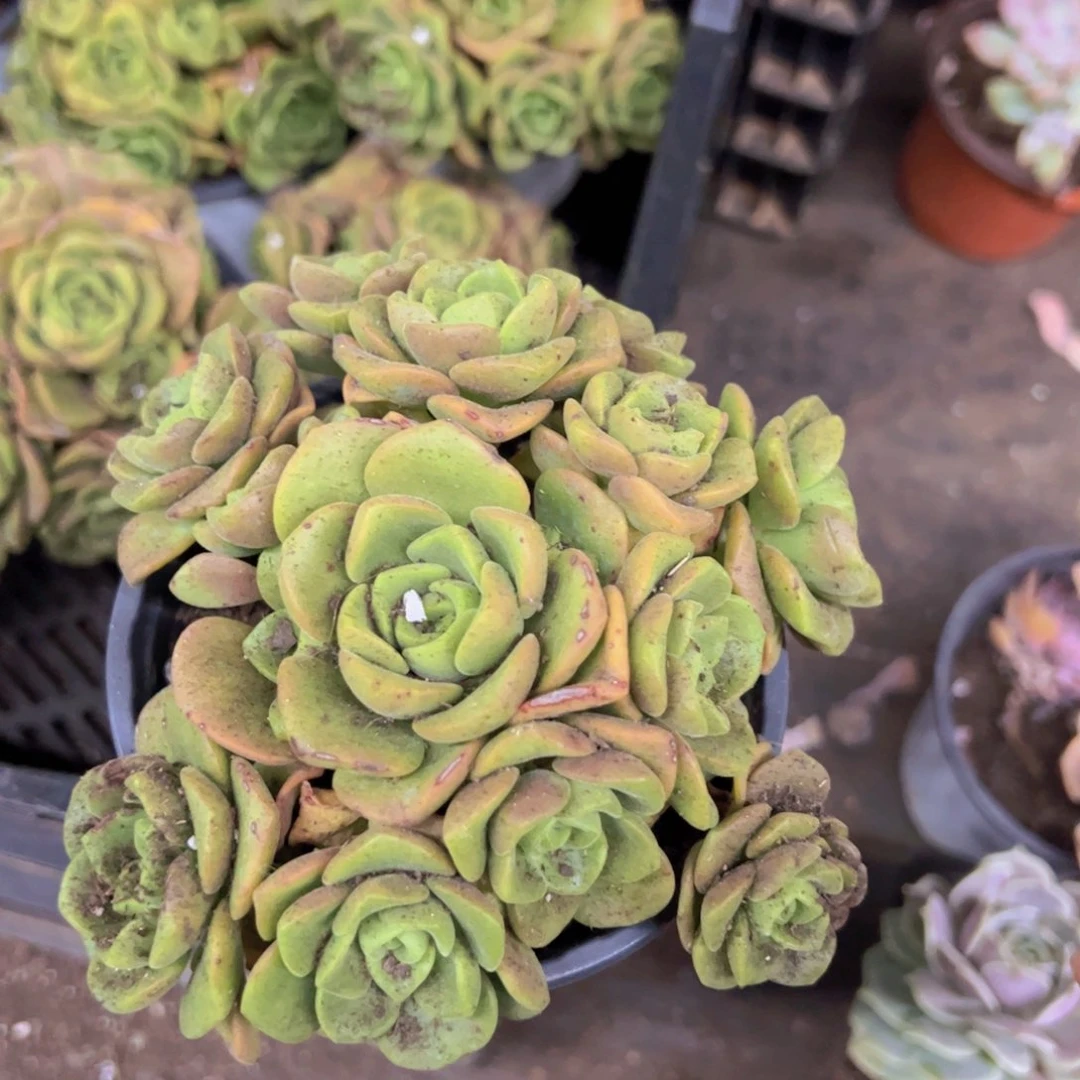 百合莉莉整装一盆