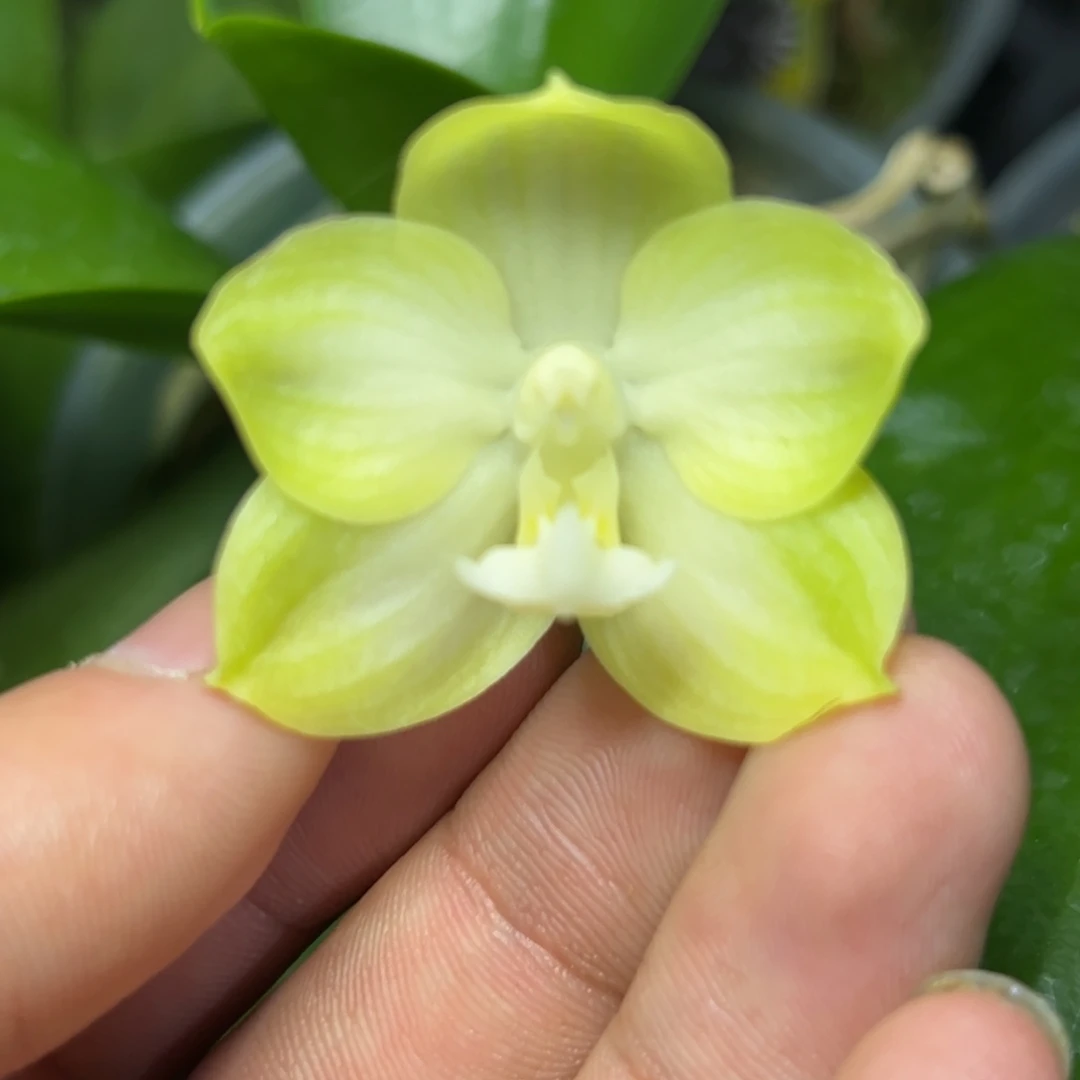 完全开放l232三寸ys1145