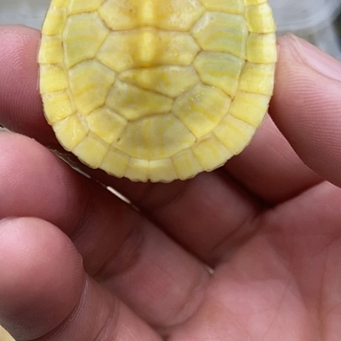 巴西彩龟不分公母