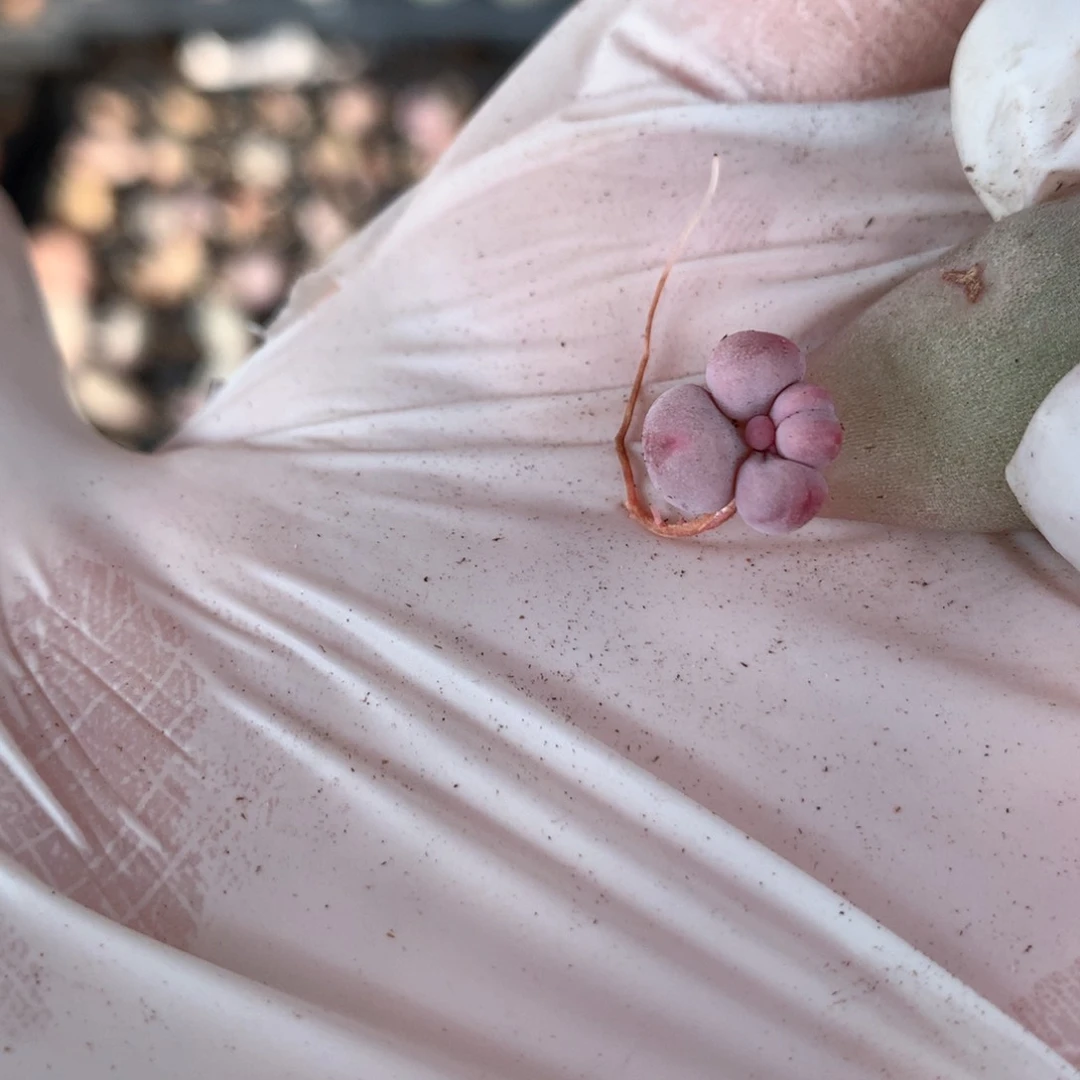 米可奶酪多肉米可奶