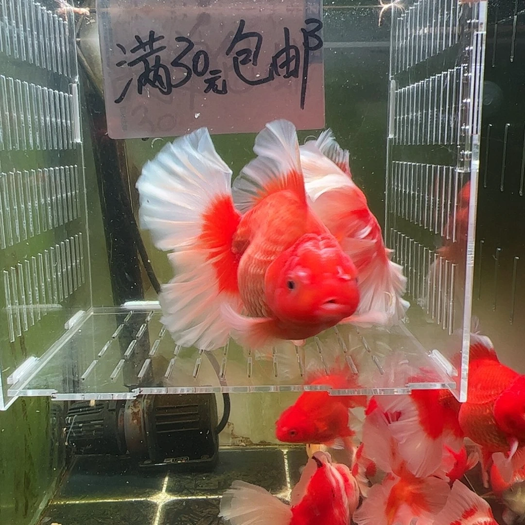 金鱼百褶泰狮压成14