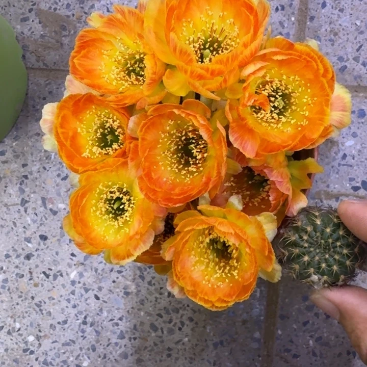 202丽花橙羽毛歪3公分左右无根侧牙，20包邮