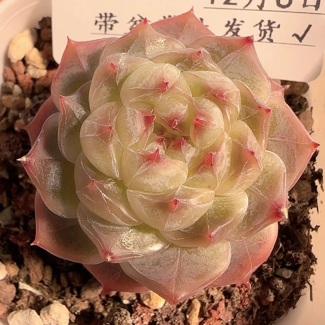 多肉1206-130钻石珍妮