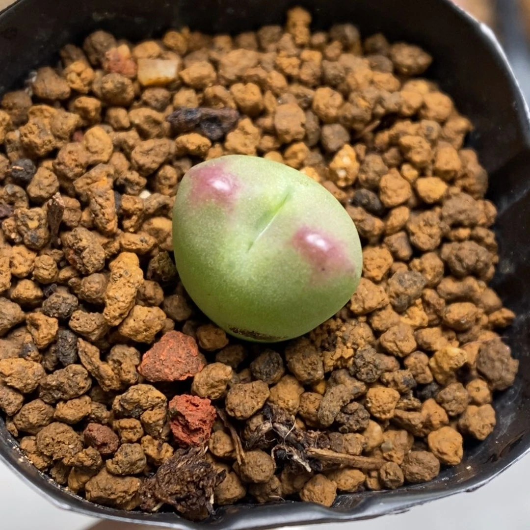 多肉植物肉锥杂交K-664 星星眼 将杂