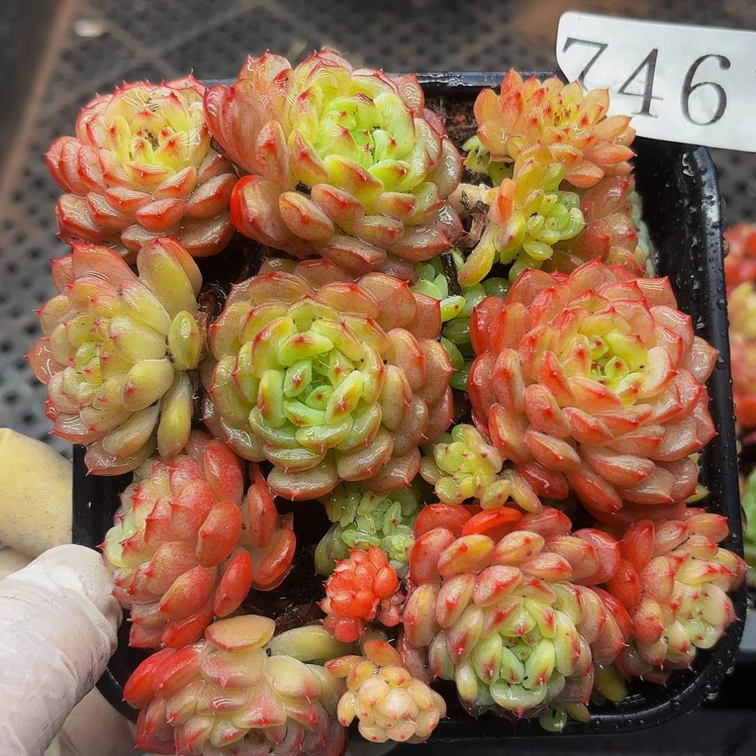 多肉植物多肉植物746