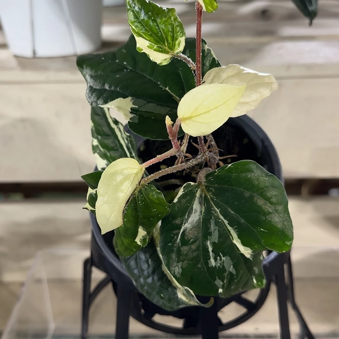 无花朵白锦胡椒白锦