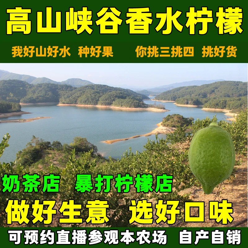 广东正宗无籽香水柠檬一级精选现摘鲜果新鲜奶茶饮品专用手打暴打