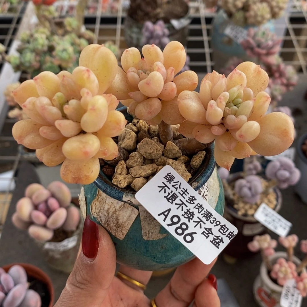 比尔盖茨986/8c m