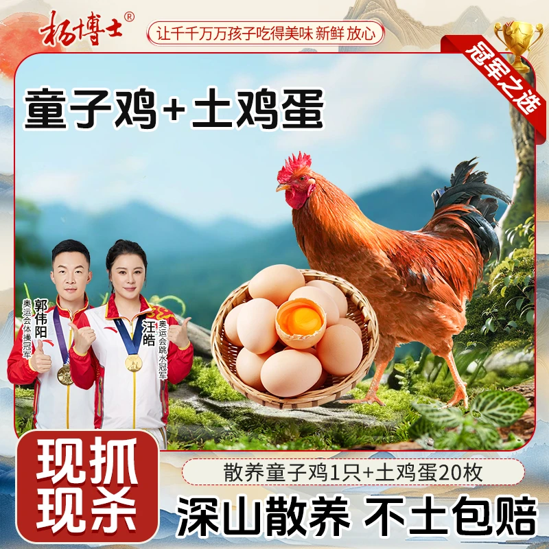 【童子鸡送20枚土鸡蛋】孩子爱吃杨博士土鸡皖南深山散养童子鸡鲜嫩