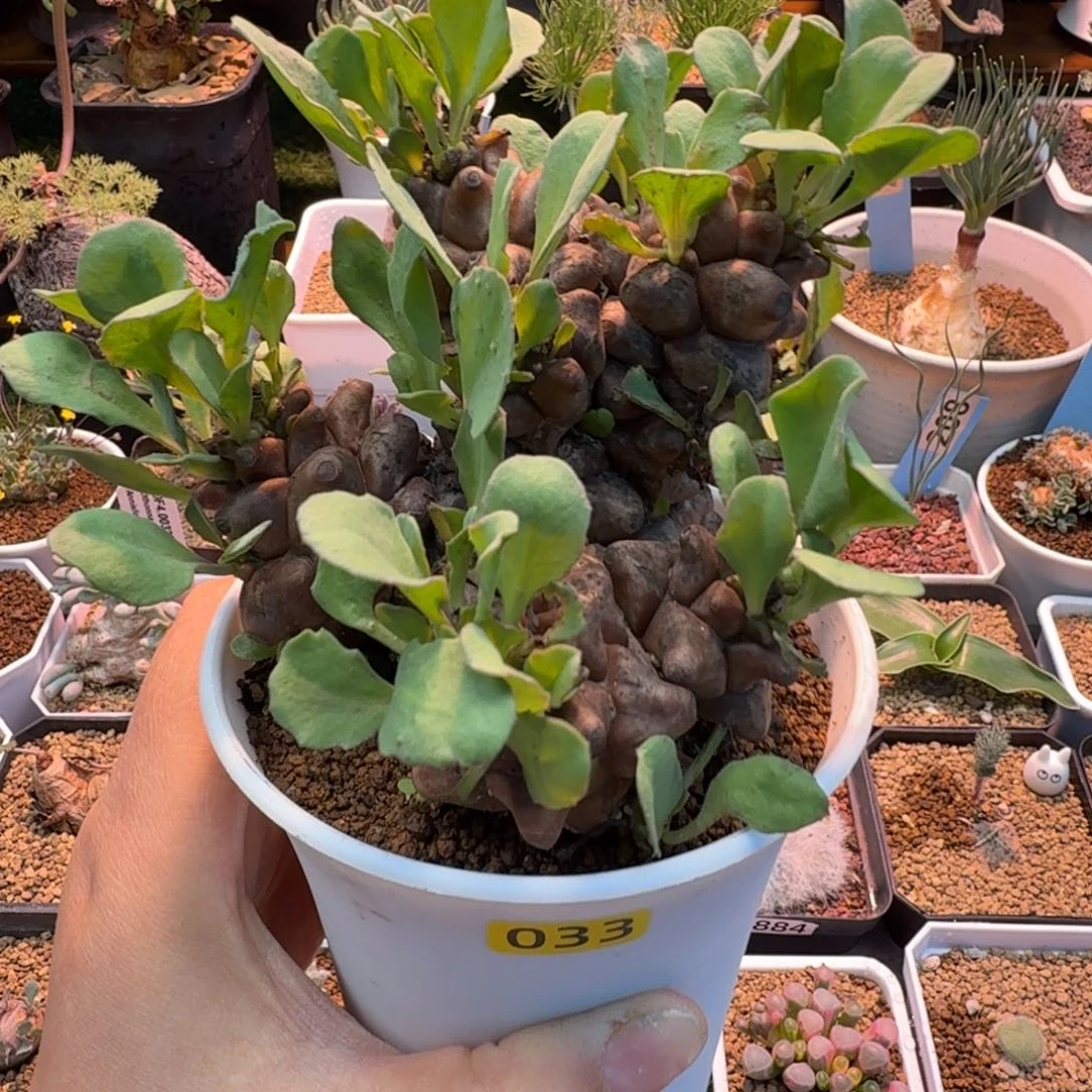 蛮鬼塔033 仙人球