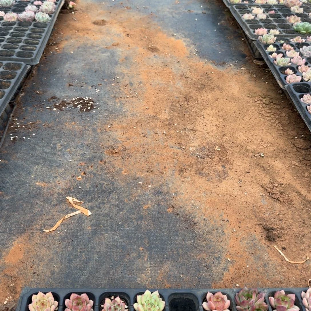 睿***瑞至尊宝一颗量拍发货