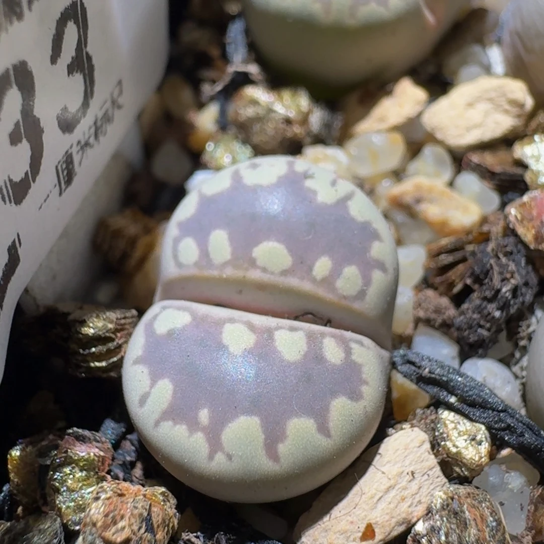 Ssss精品生石花133