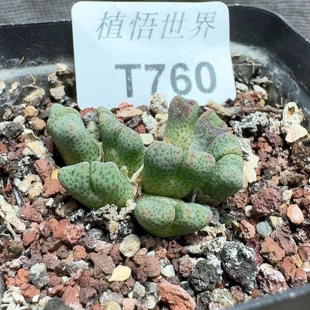 多肉植物是多肉的植物哇f g