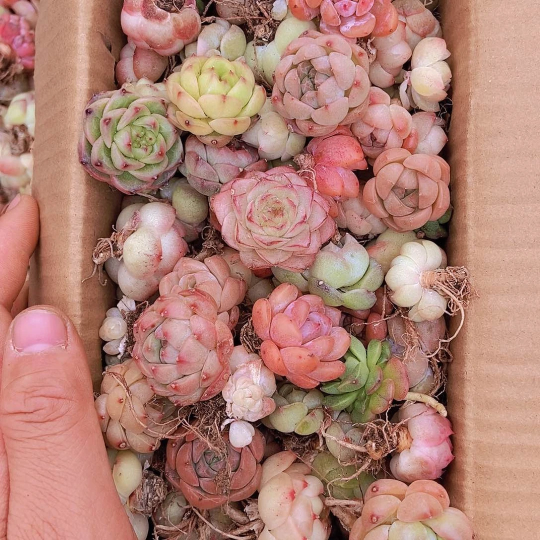 00000000000002量拍保底50颗