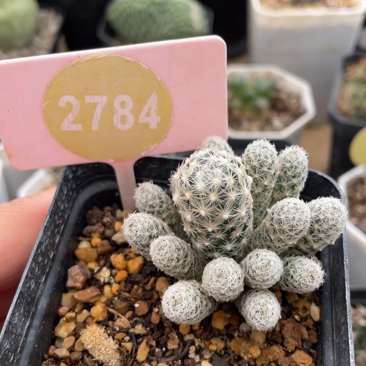 实生群生孤僻丸一棵2784