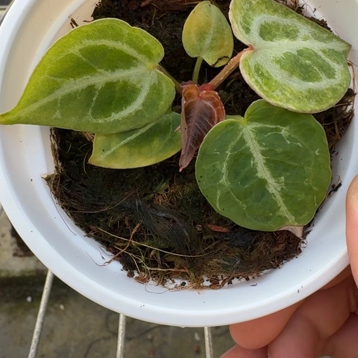 完全开放26号wonderboy/千鸟格锦