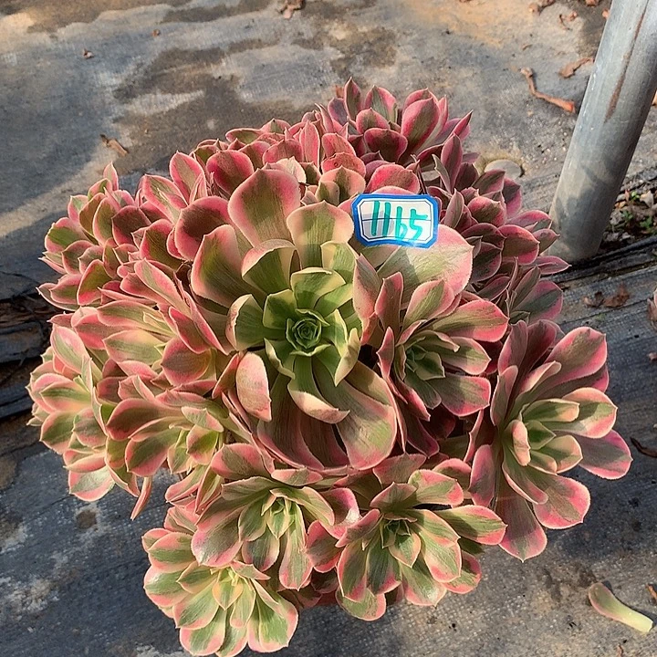 多肉植物女妖1165