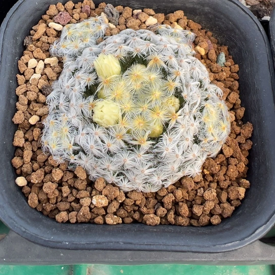 实生根原始白明星多肉植物带盆土