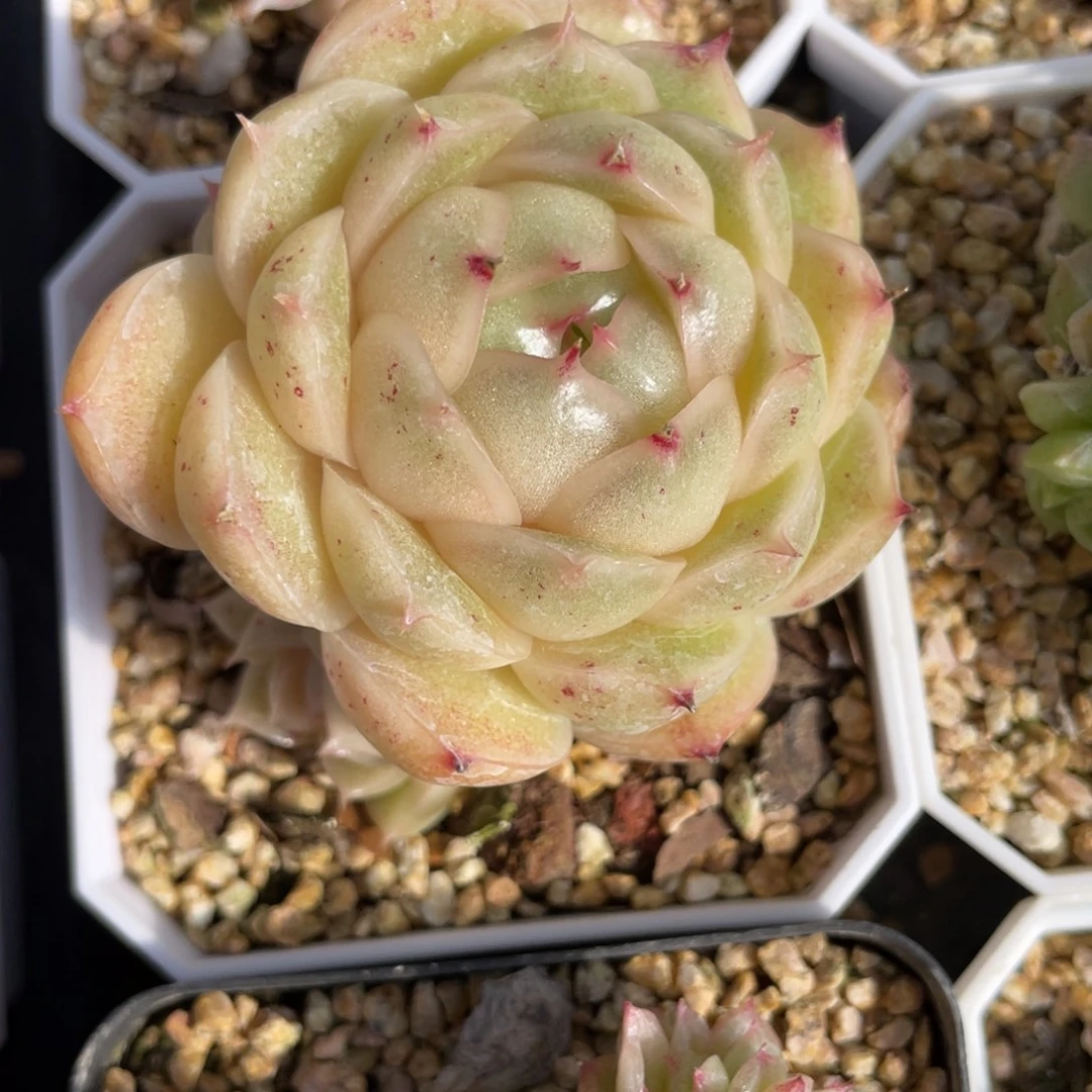 墨***刀S优选麦杆多肉福利2026