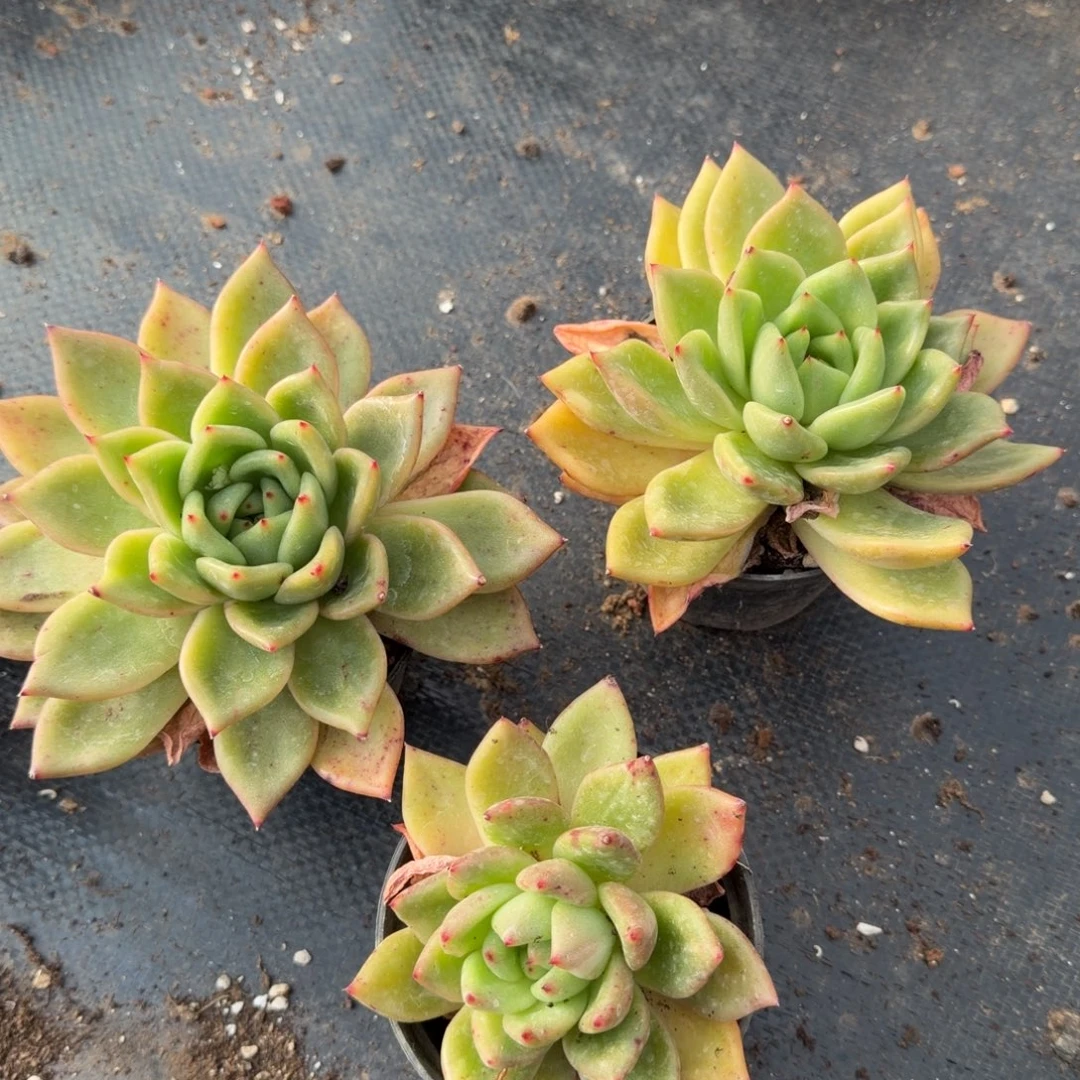 黄金体杂交梦露三颗量拍19-5左八