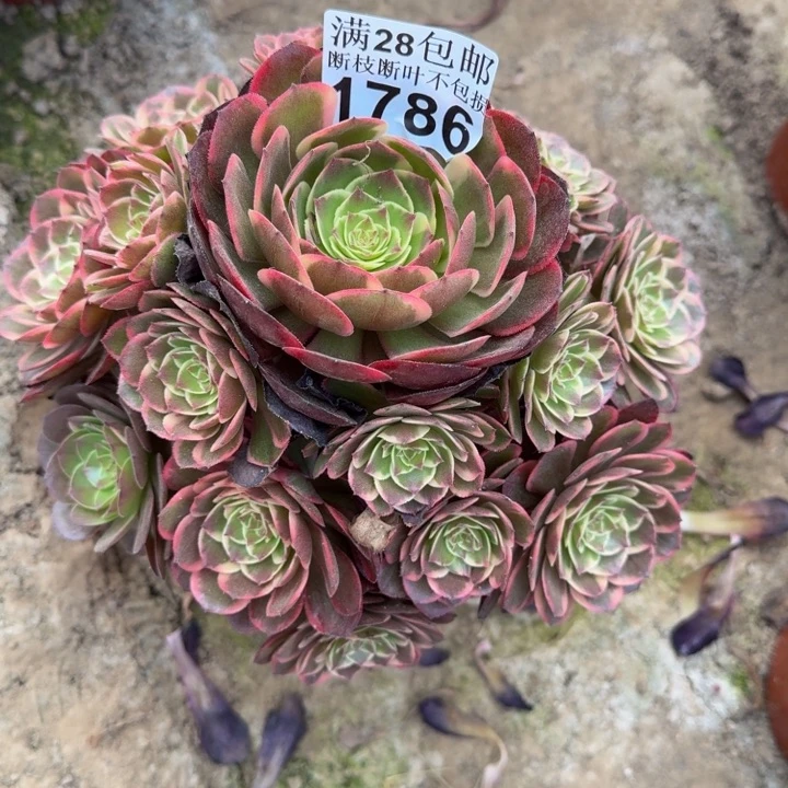 1786花妖多肉植物