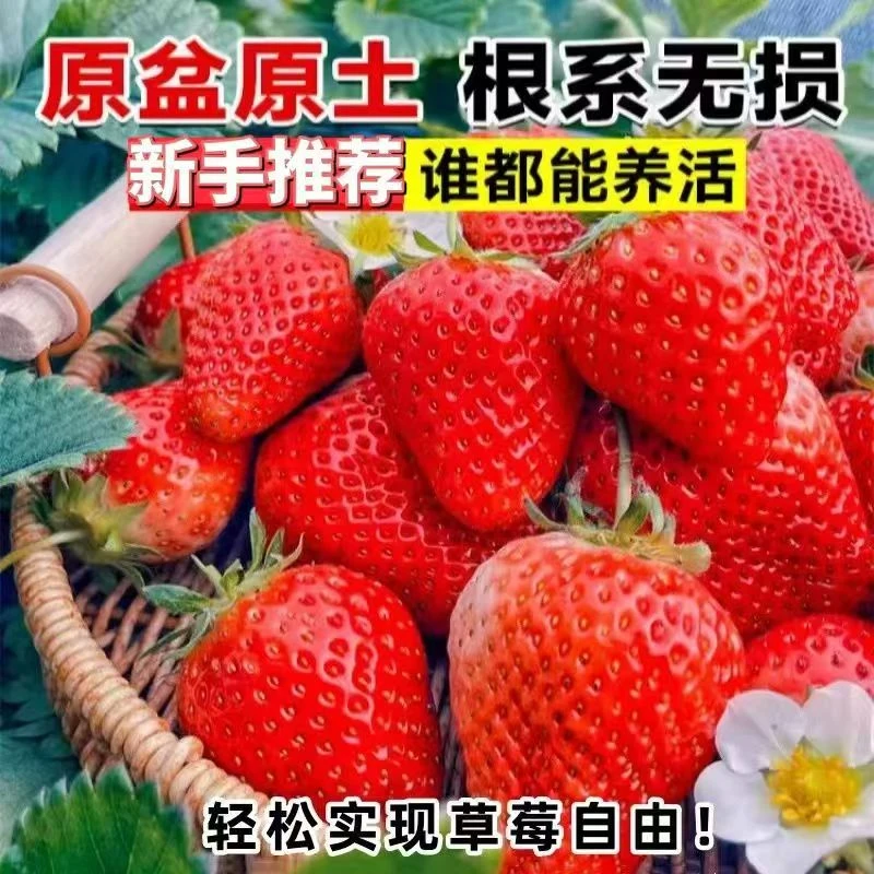 草莓苗丹东99红颜章姬奶油久香宁玉新苗脱毒杯苗盆栽阳台小院种植