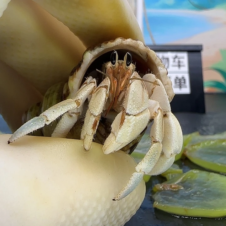 A29灰白1.5cm口径