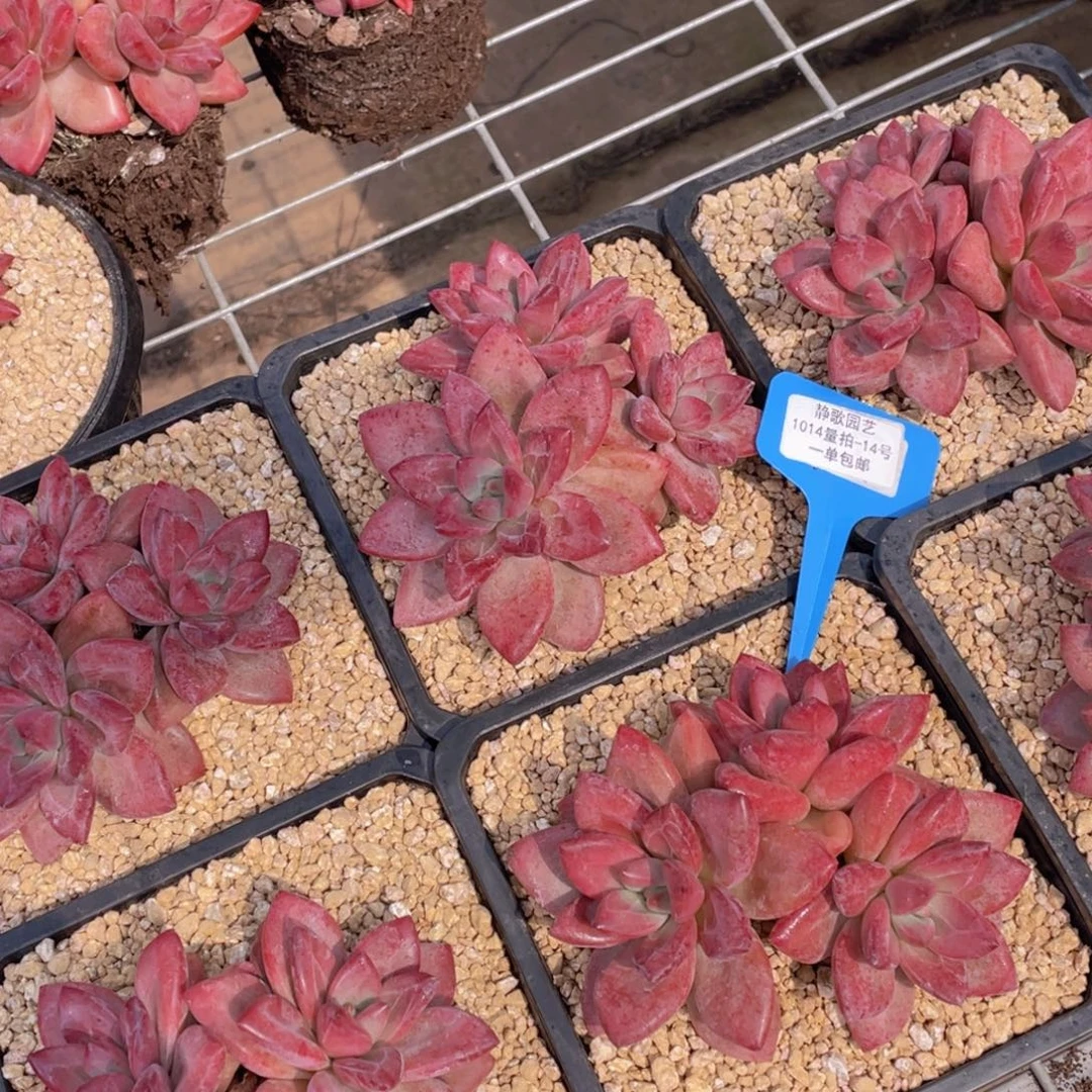 1014-14-全状态天花板赫菲斯托一颗