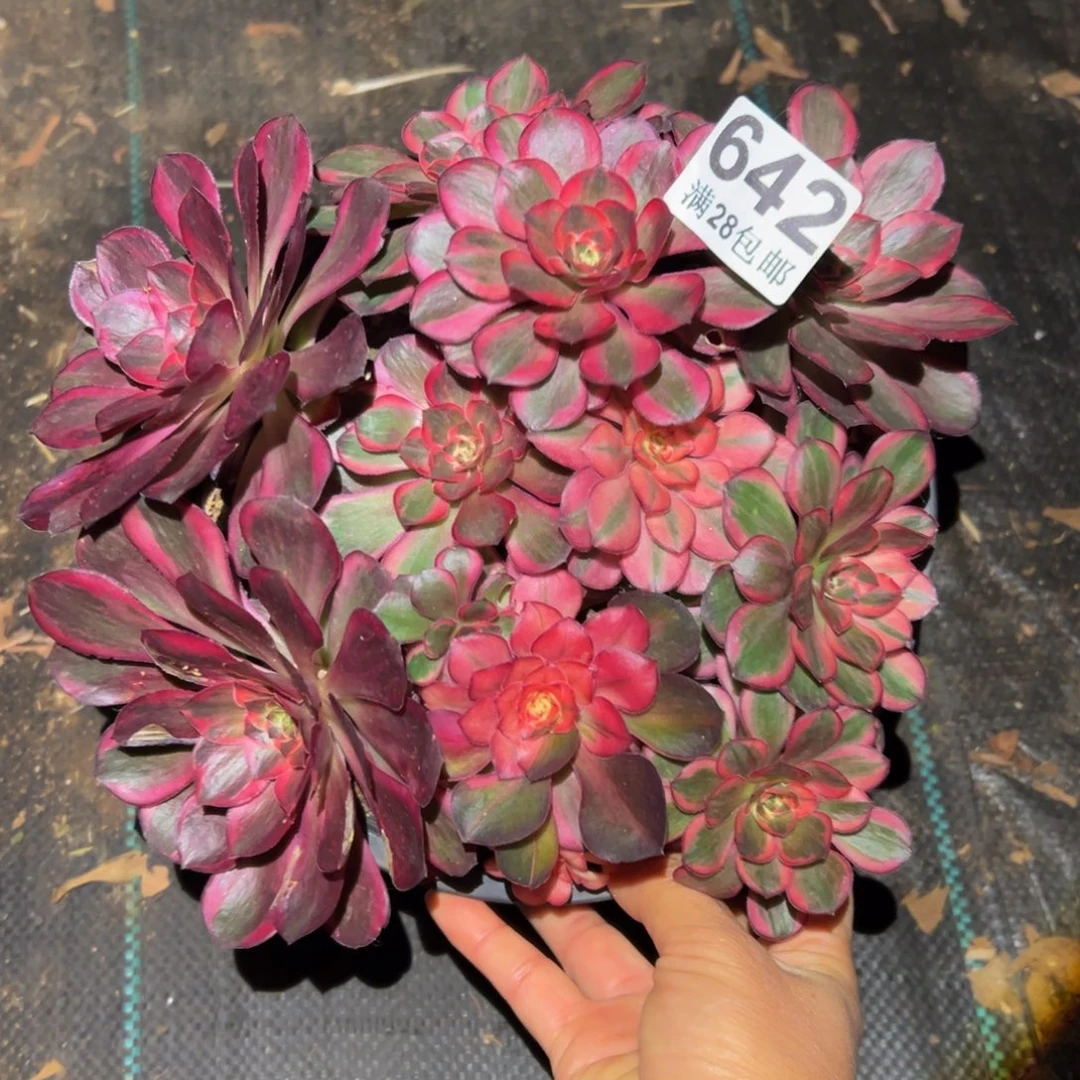 多肉植物642纳福的