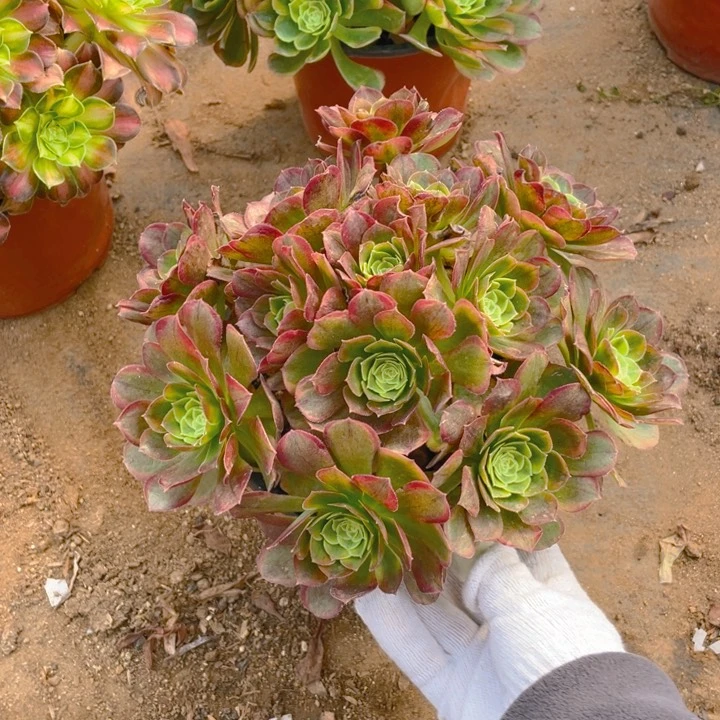 455奶白法师多肉断枝不售后