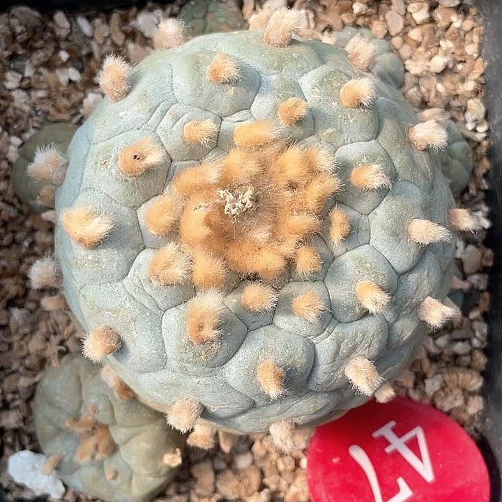 仙人球自根7.5公分47