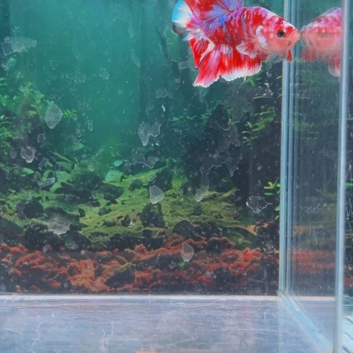 红海倒吊鱼哈哈我们一起来这里看看我们都知道