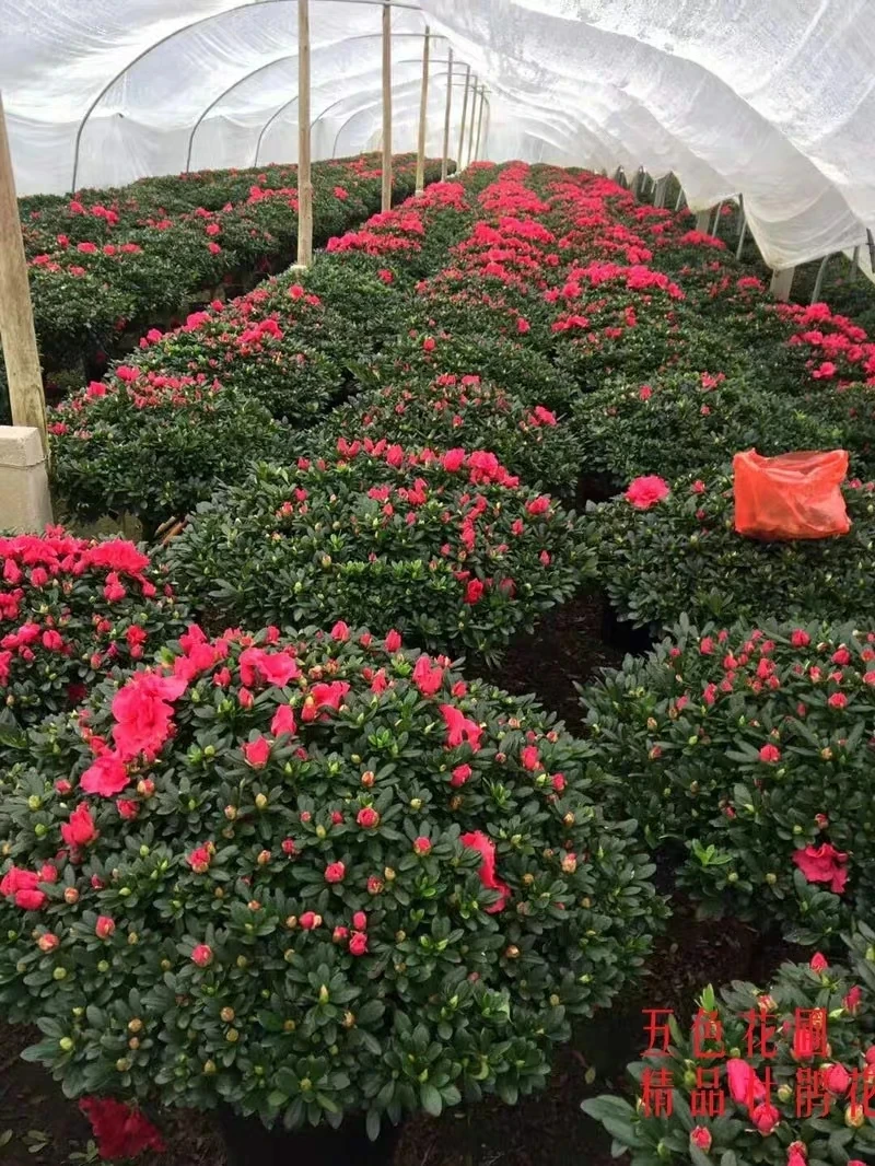 精品杨梅红四季杜鹃花盆栽带花苞室内阳台庭院好养花卉植物绿植