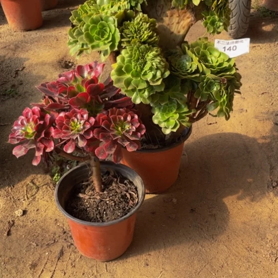 雪***夜140，绿羊绒缀朵朵包邮