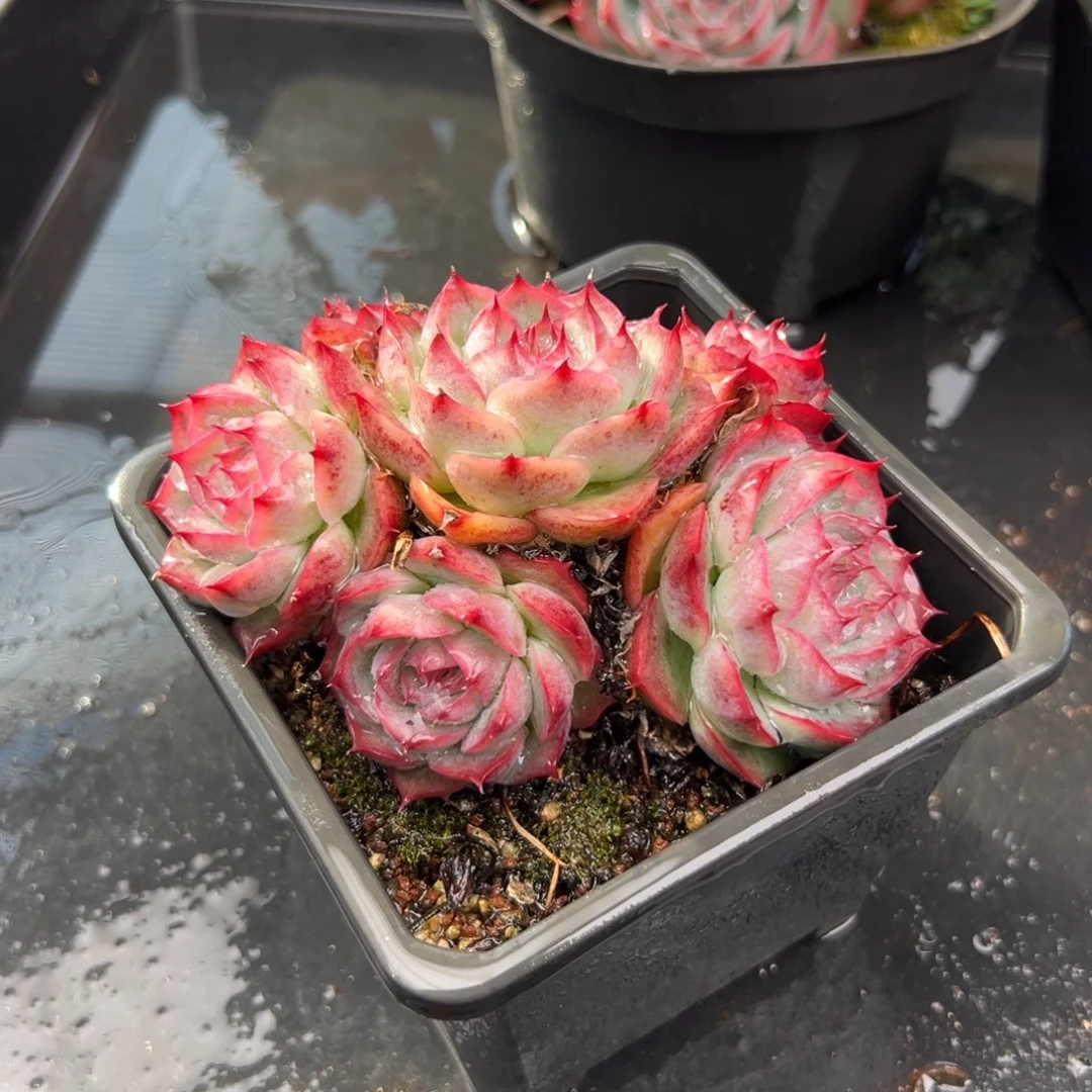 @***从前慢花园多肉编号1215-210