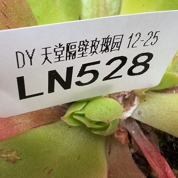 露妮528九黎龙舞侧芽寄养