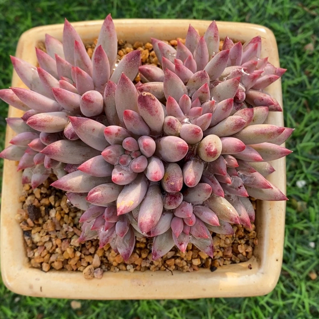 流沙虞10头整桩无砍