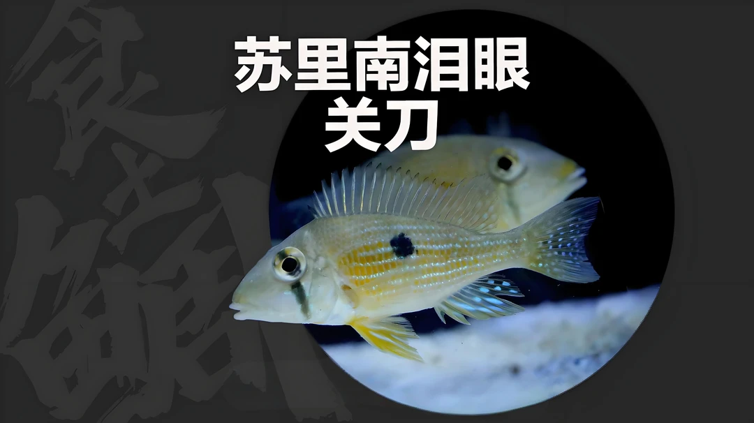 大号苏里南泪眼关刀南美食土鲷圣塔伦月亮宝石小型热带淡水观赏鱼