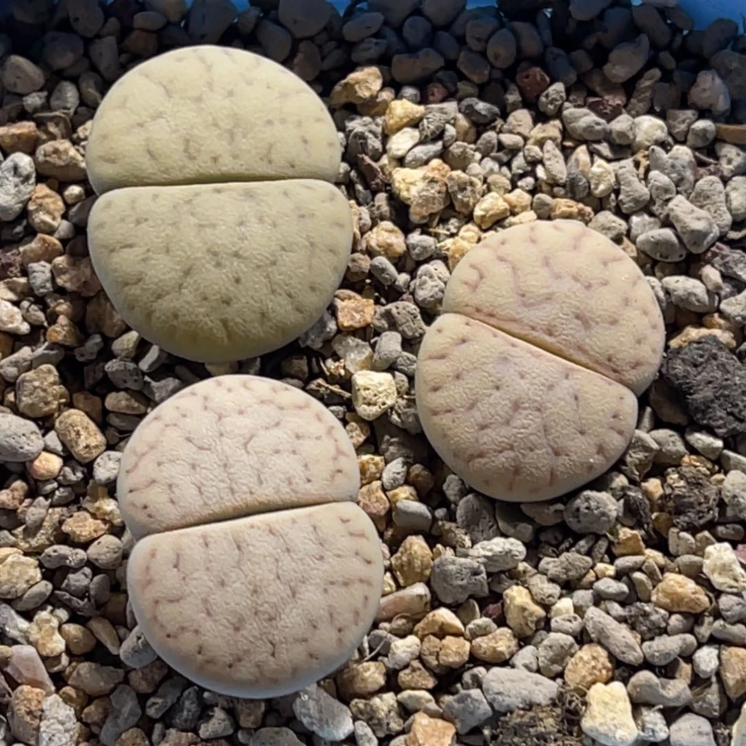 7510猪皮碧赐玉3颗